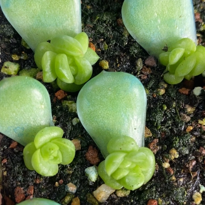 新珍妮zx448芽苗一个多肉