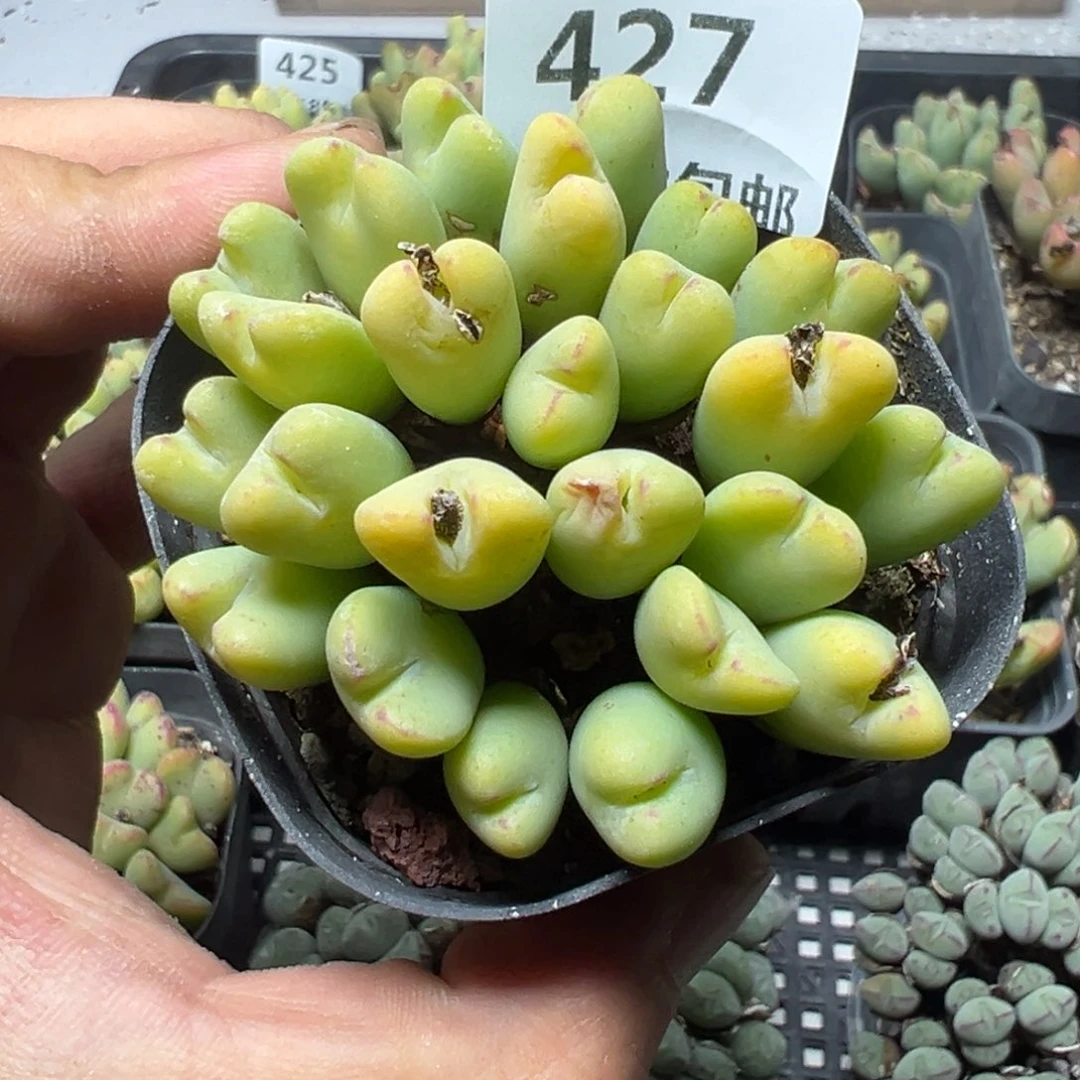 【闪购商品】 427。