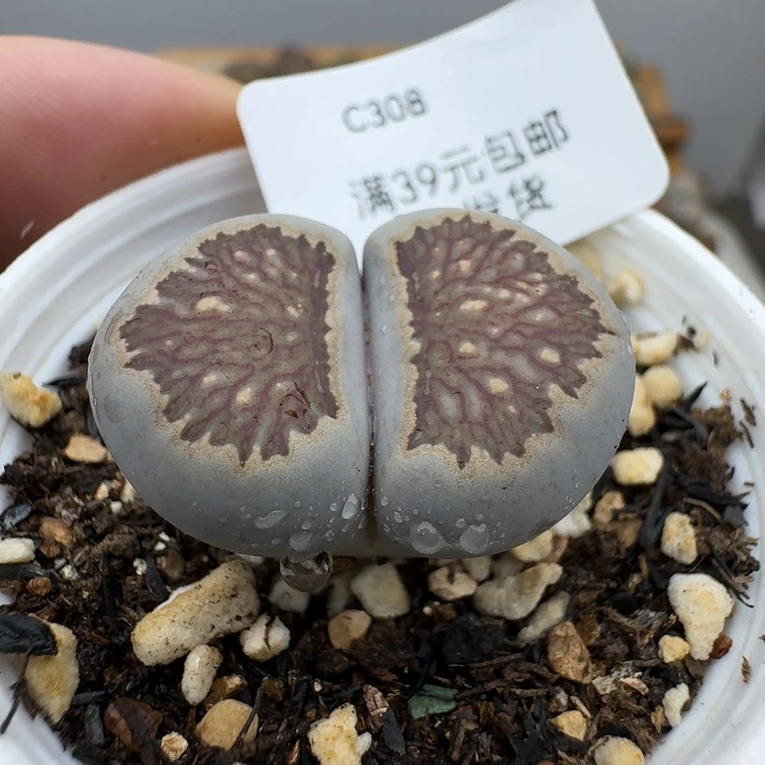 308h2.7lm哈哈哈哈哈哈