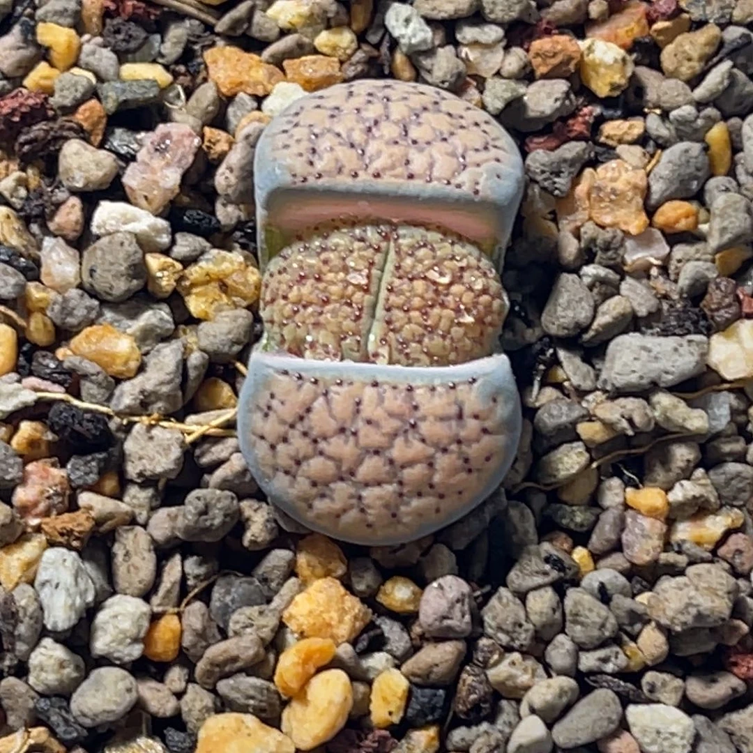 7971血点朝贡尺寸2.0