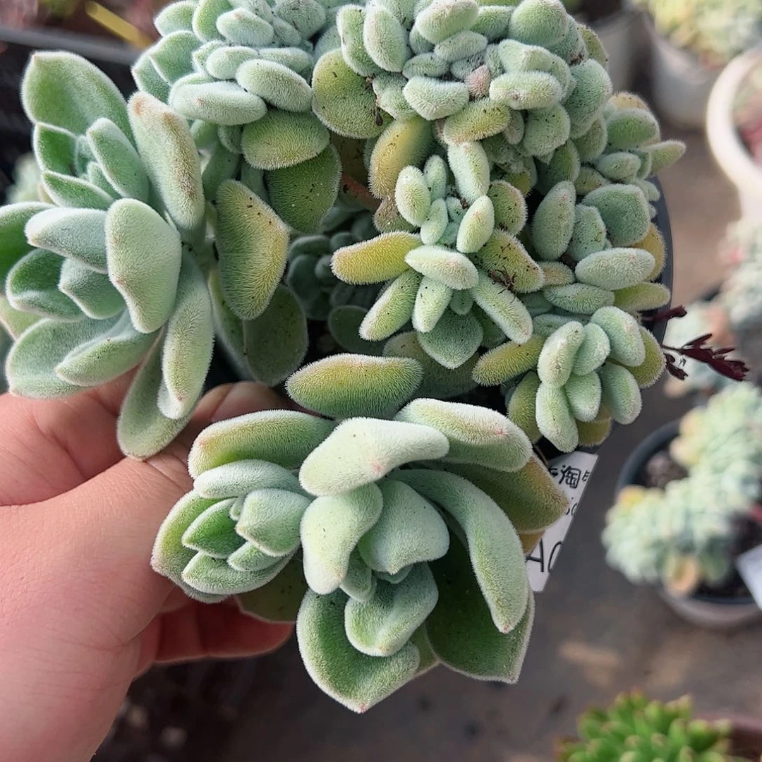 雪晃星缀化整桩无砍