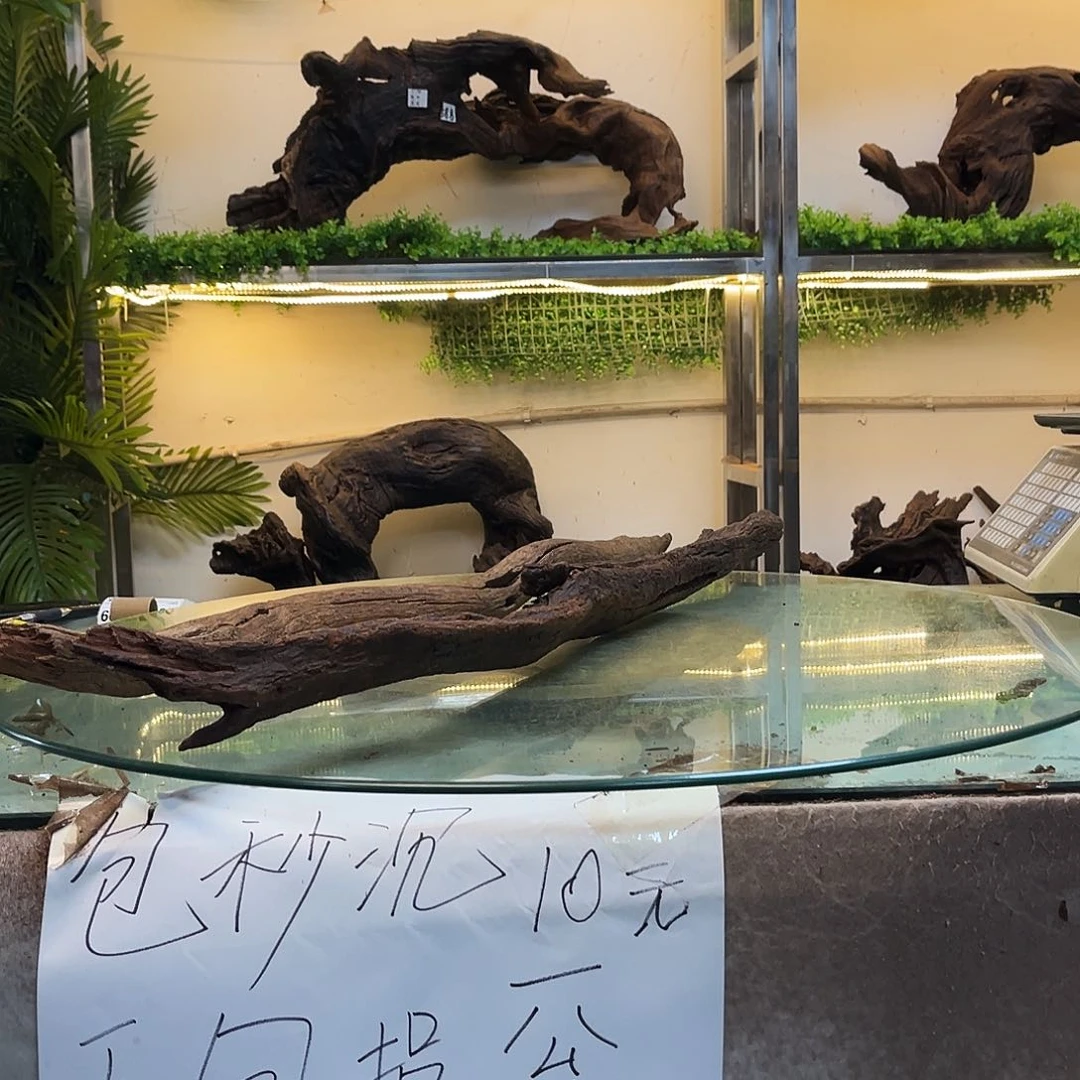 小***盔柚木沉木鱼缸造景