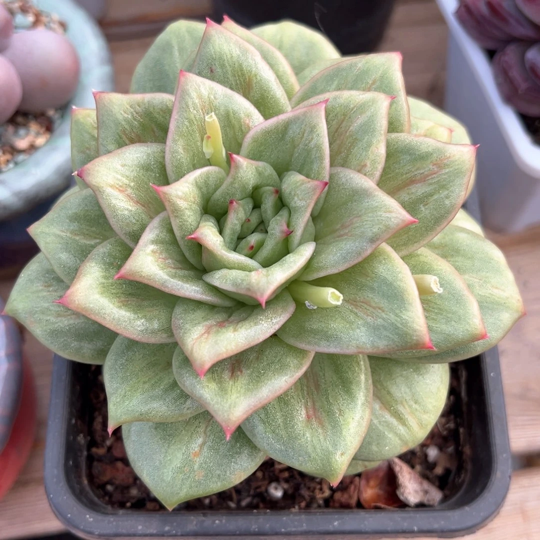 蔷薇玛利亚多肉植物