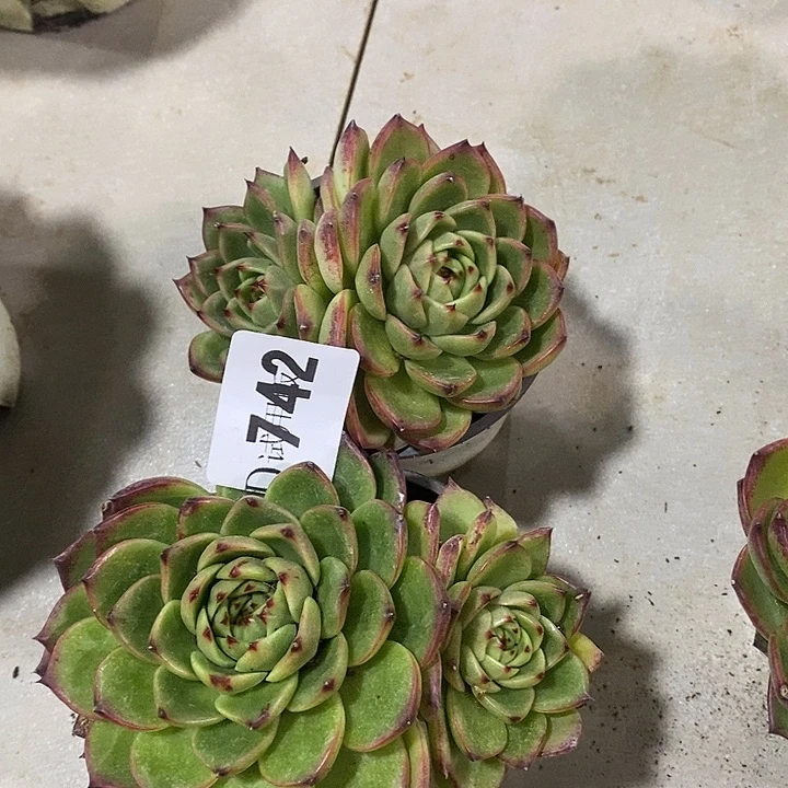 冬****742月亮石多肉植物2颗