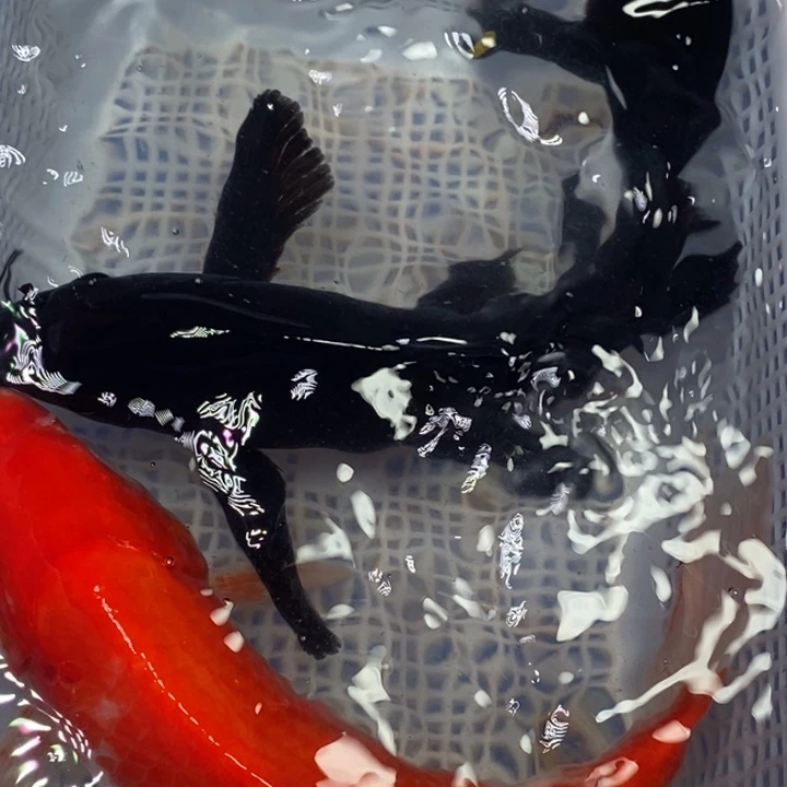 锦鲤锦鲤（无开箱视频不售后 ）