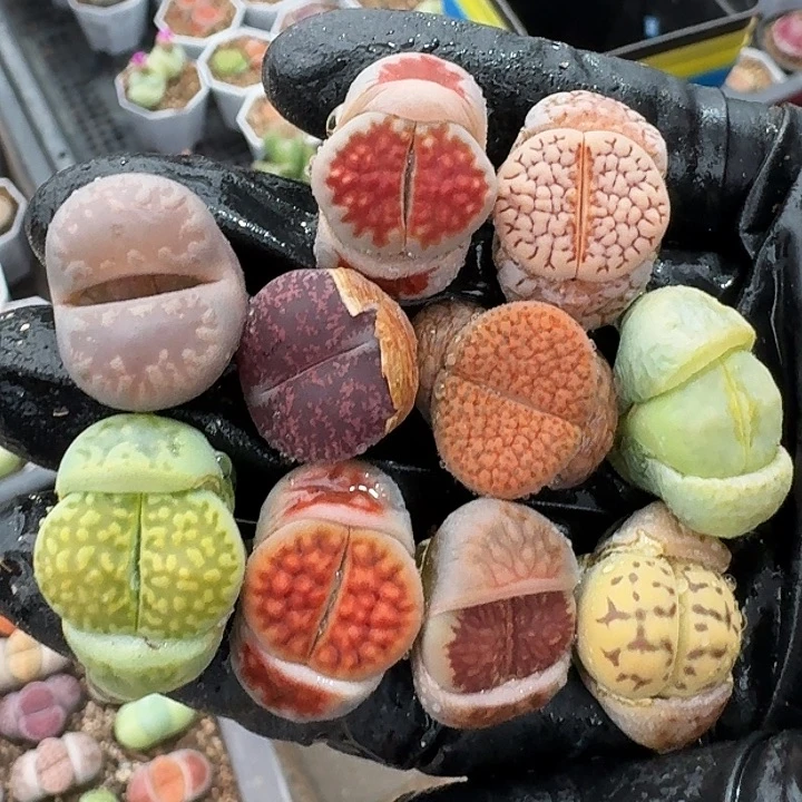 生石花3333。  199