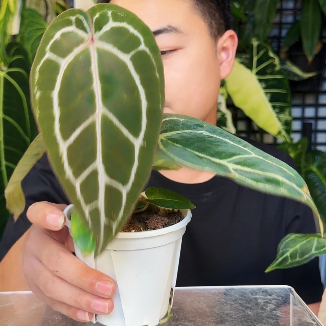 不开花植物C122米歇尔杂南美黑水晶