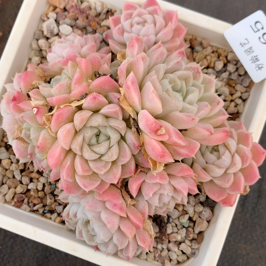 5965杂交精品基地13厘米