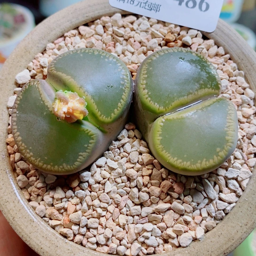 生石花花花花花花花786