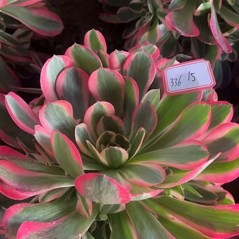 多肉植物女郎336