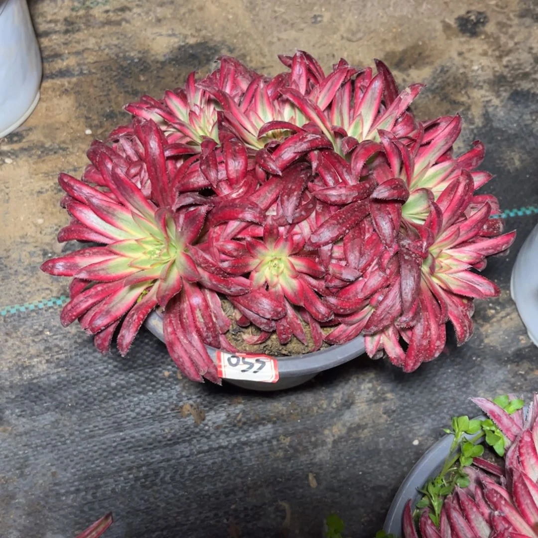 维*053多肉植物朱雀朵朵缀