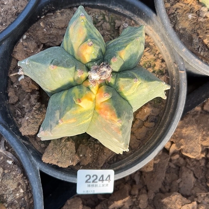 2244号龟甲鸾拉丝锦