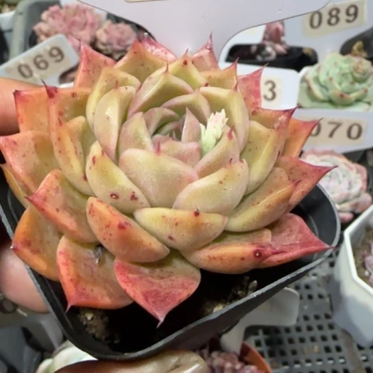 59杂。一物一拍多肉