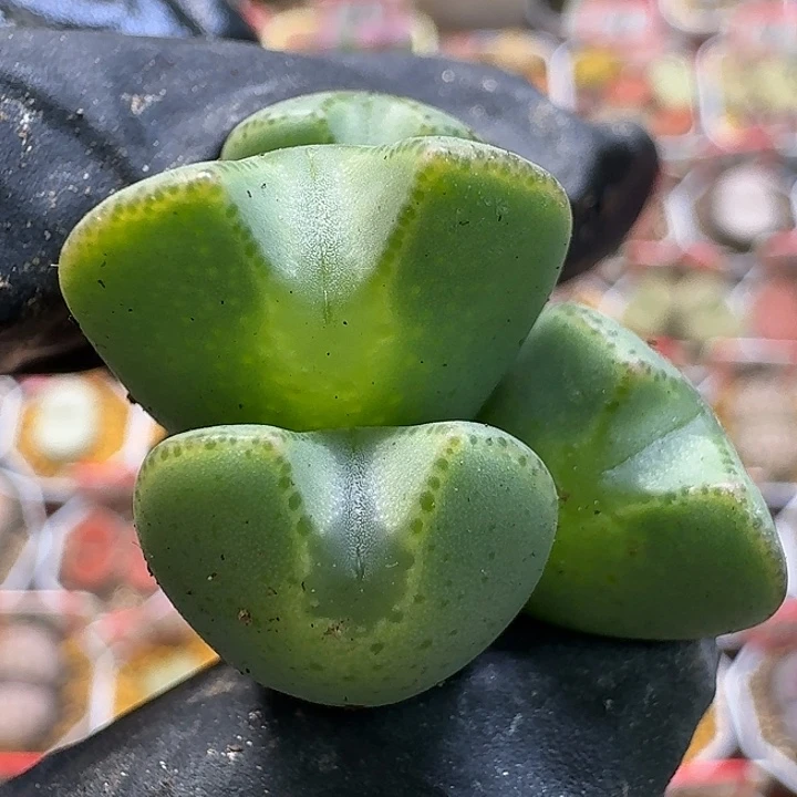 生石花111111。   215