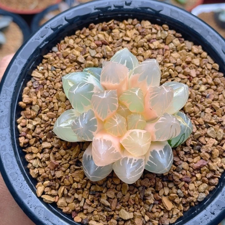 糊斑龙爪玉露锦十二卷多肉