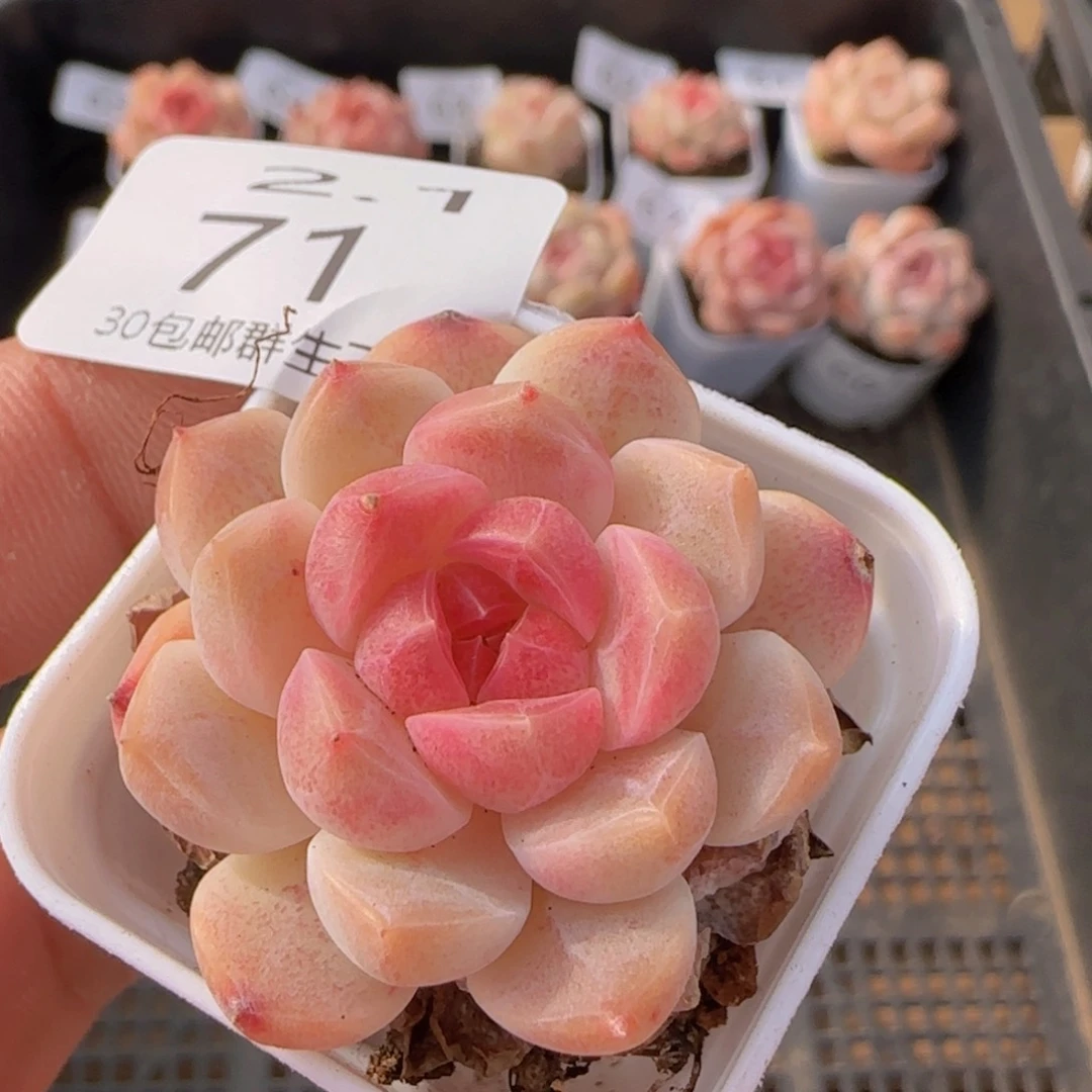 白桃汽水单头一颗