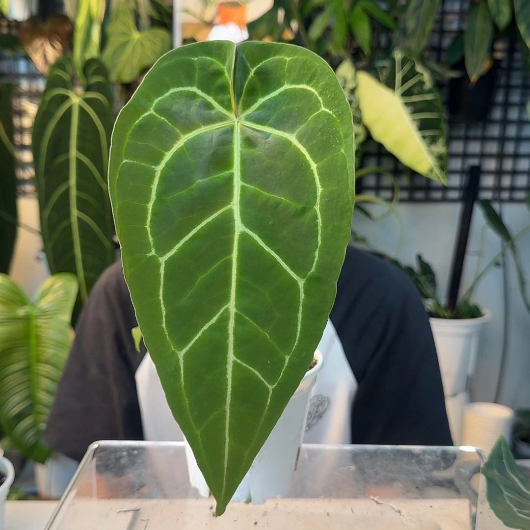 完全开放A95细脉水晶
