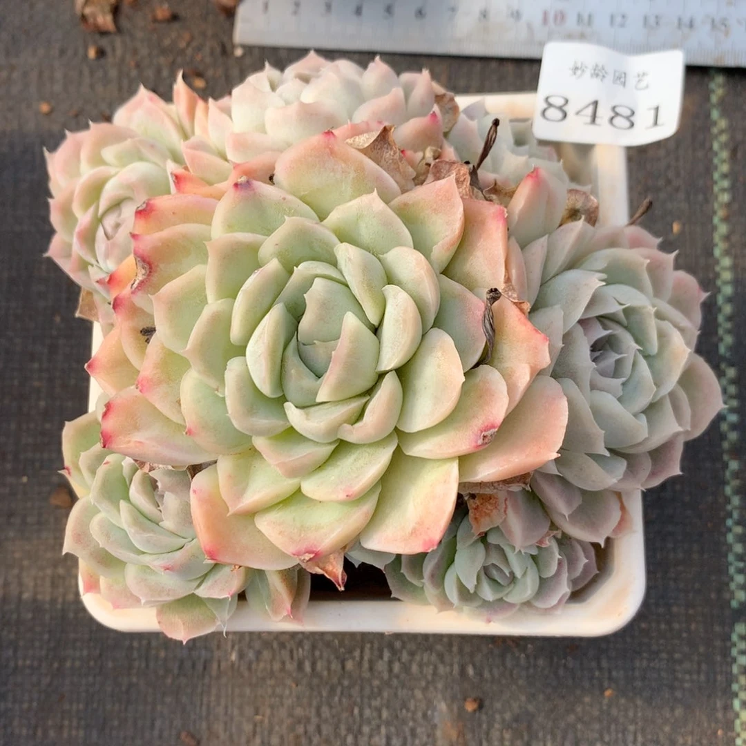 8481杂交多肉老桩