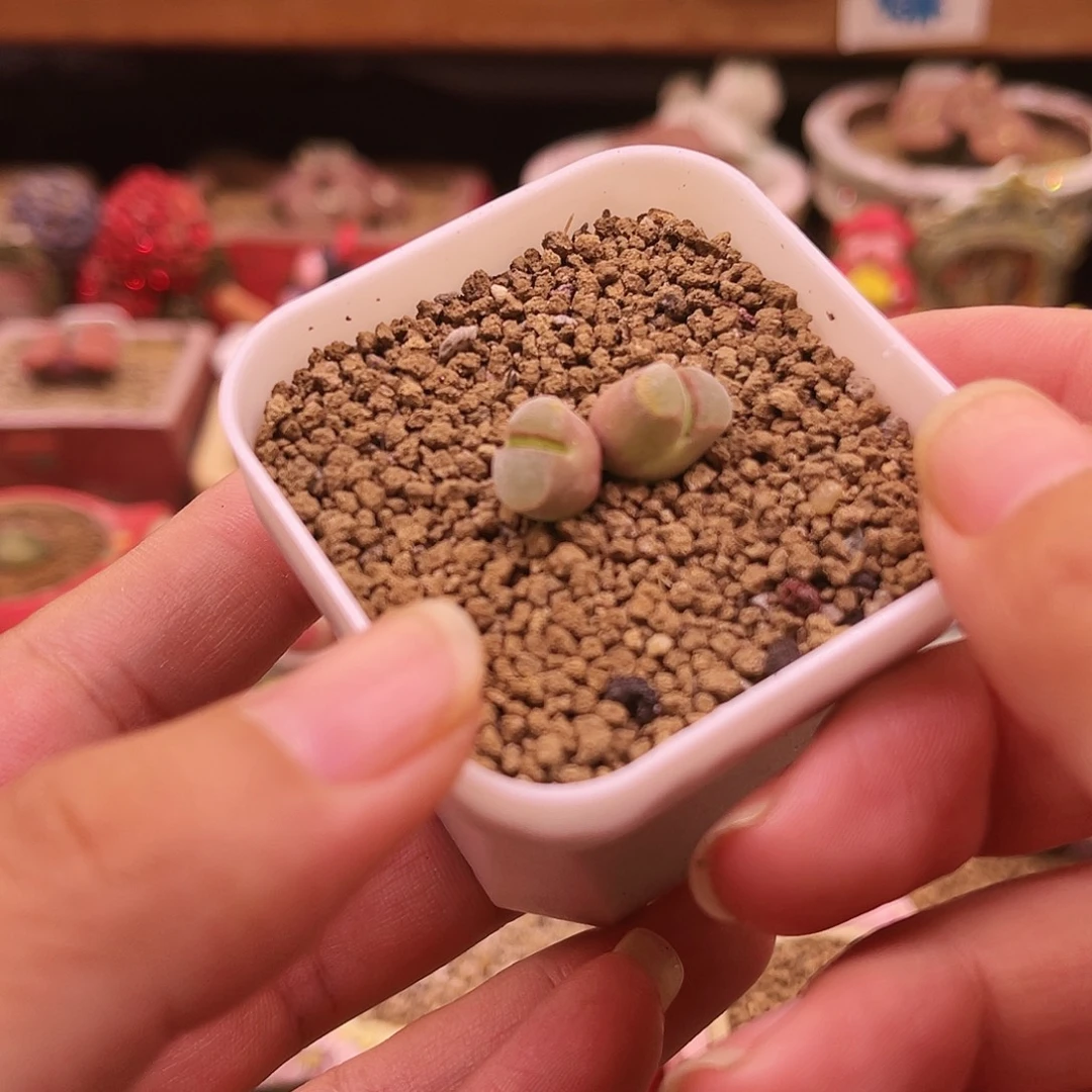 双头粉佛肚可带盆土发货