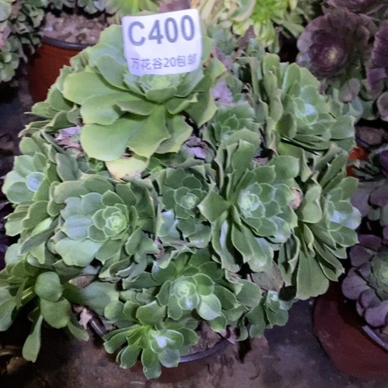 400绿羊绒多肉植物