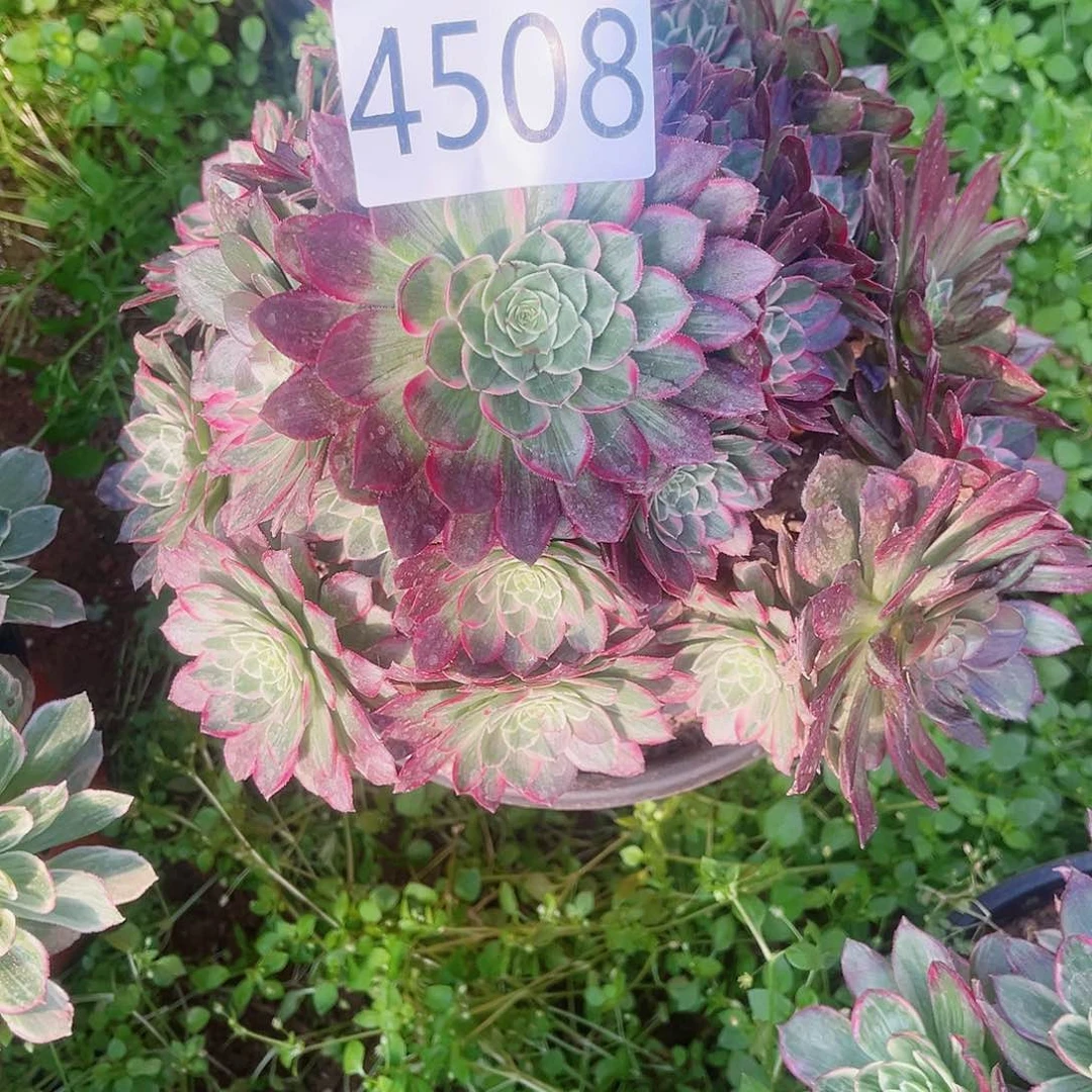 新***雅4508万彩灯多肉植物