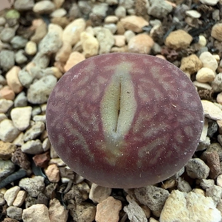 w184。   优选毛杂。  