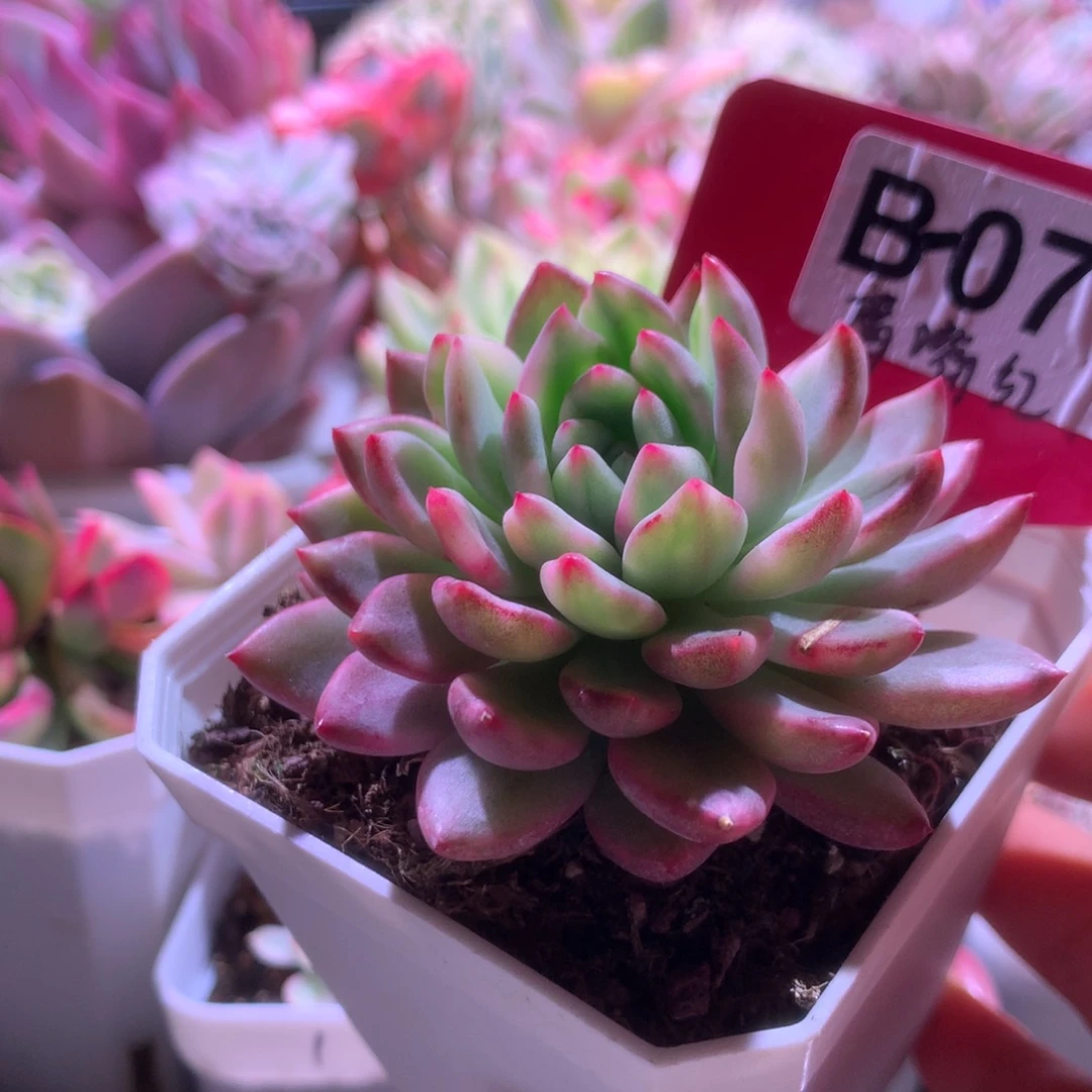 鹰嘴红覆轮锦有根