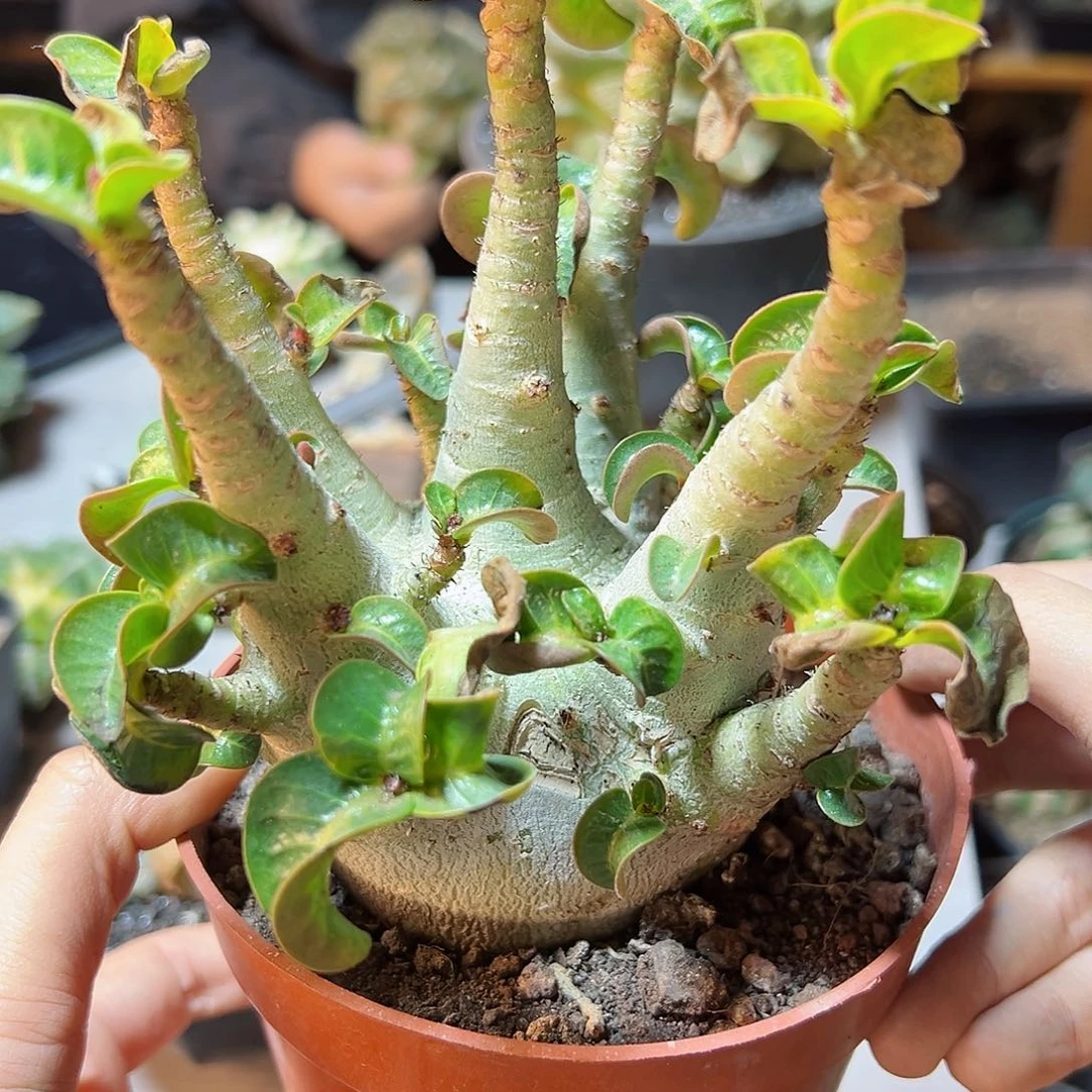 晚8号哥斯拉b沙漠玫瑰老皮肚子7公分矮霸