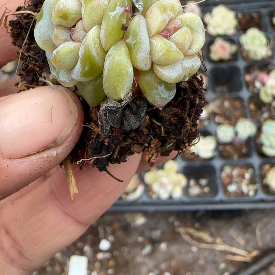 多肉小卡拉米糖心一物一拍