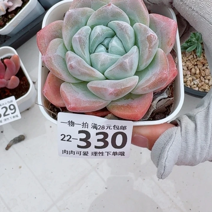 冰玉多肉多肉植物多肉多肉多