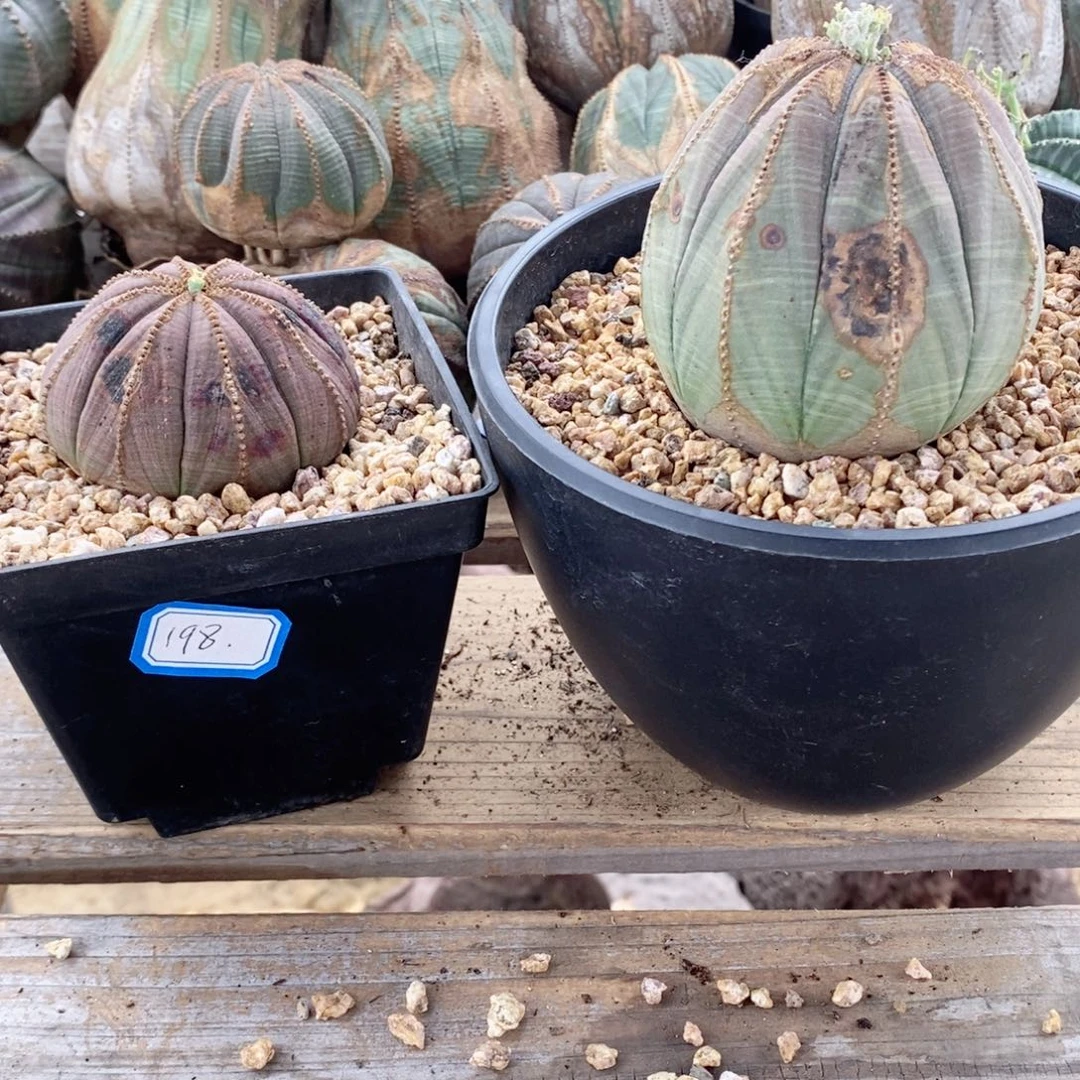 T**a欧系实生布纹球多肉植物有疤捡漏两颗