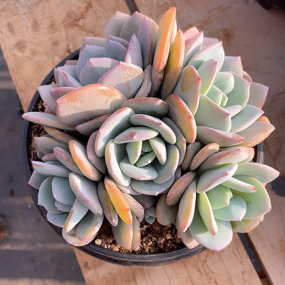 橙**?多肉植物多肉植物