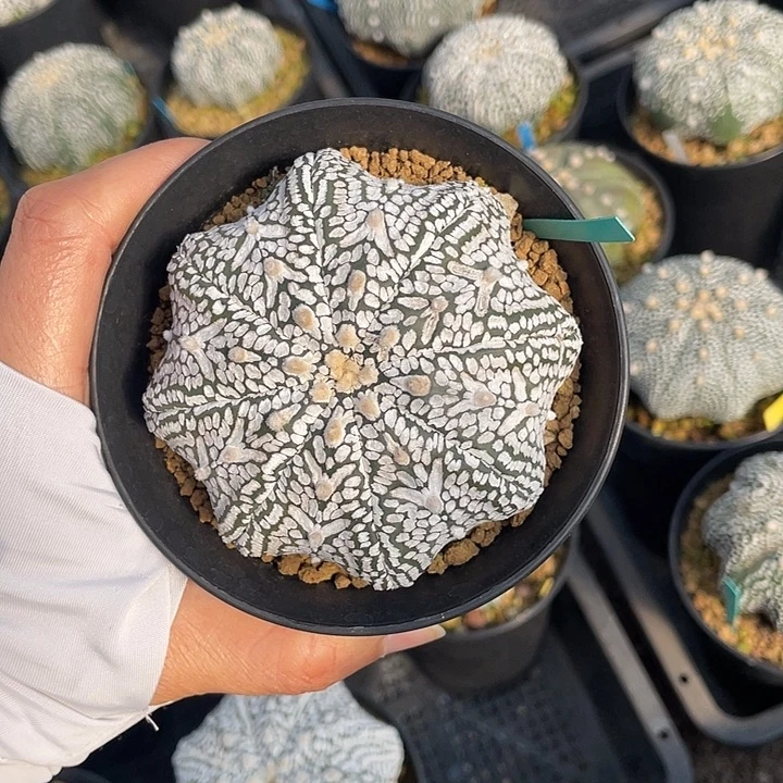 海星v兜微瑕疵特价