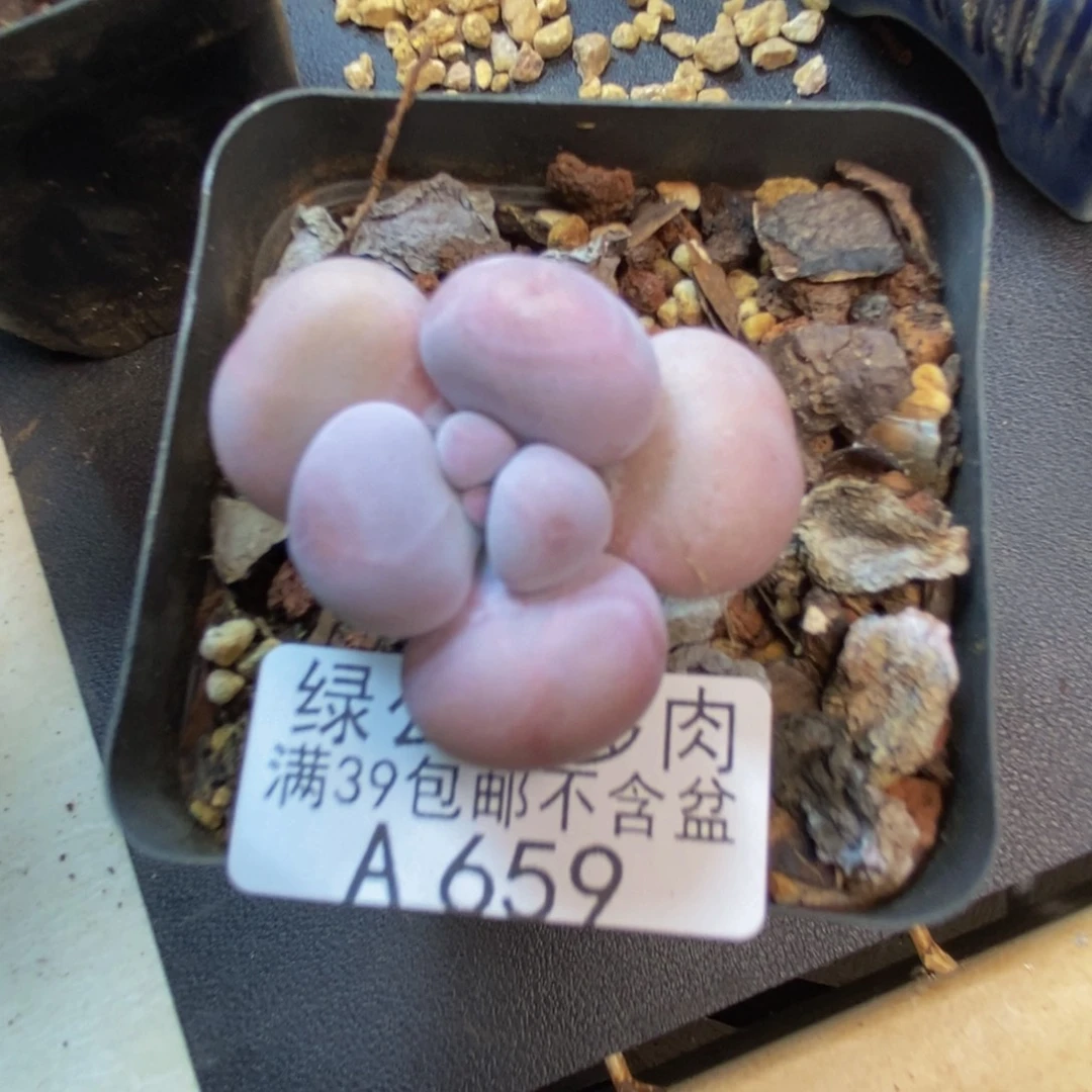 桑***音659橙奶多肉肉3cm