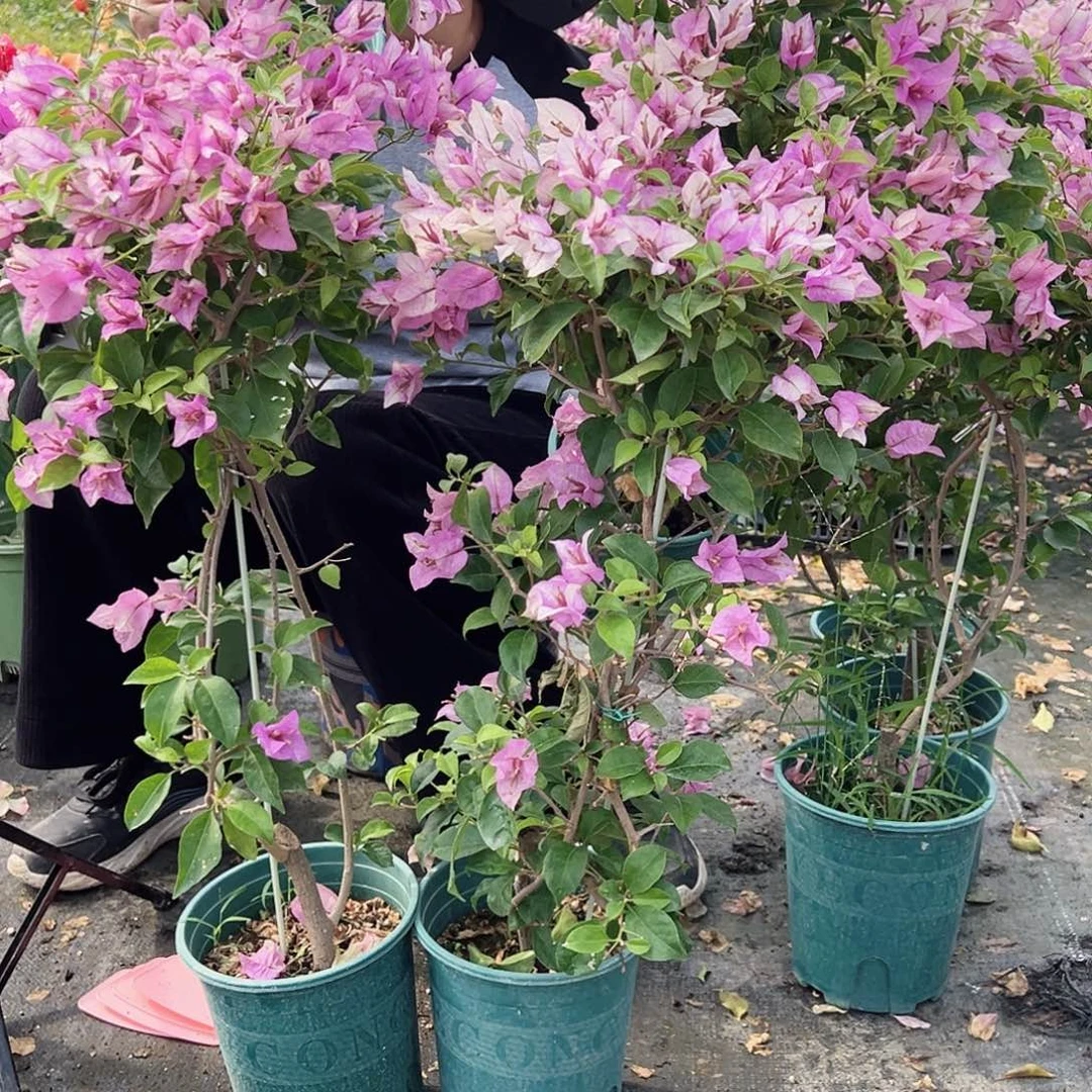 大部分花苞少量开放雪紫带竹一颗，花后期