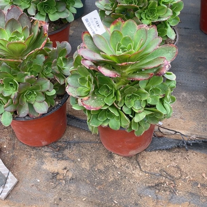 487美金嫩量法师多肉断枝不售后