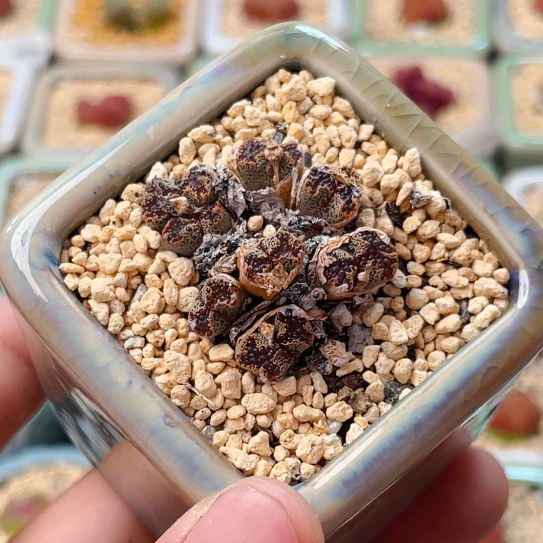 无花朵8564-一物一拍 带盆