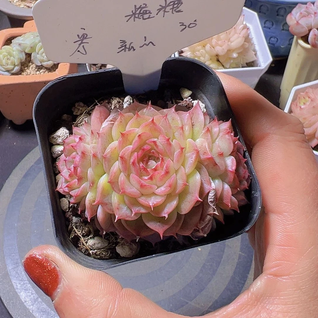 T****糖新品，多肉植物