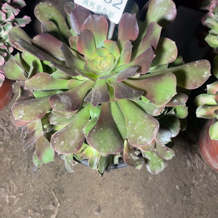 6232流星雨的人多肉的