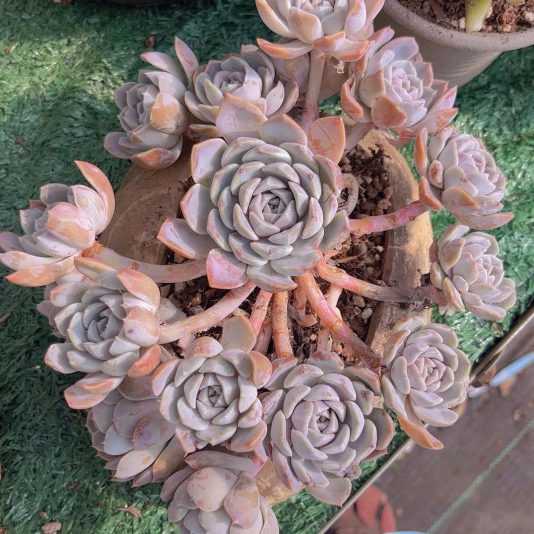 汉堡01259多肉植物