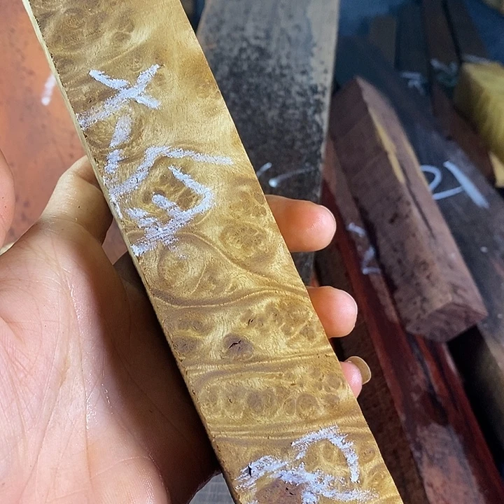 樟科（黄金檀）黄金樟111111111