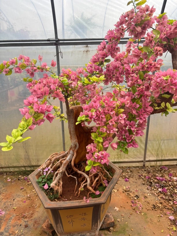 三角梅彩色系列一物一拍（收到会落花落叶介意勿拍）