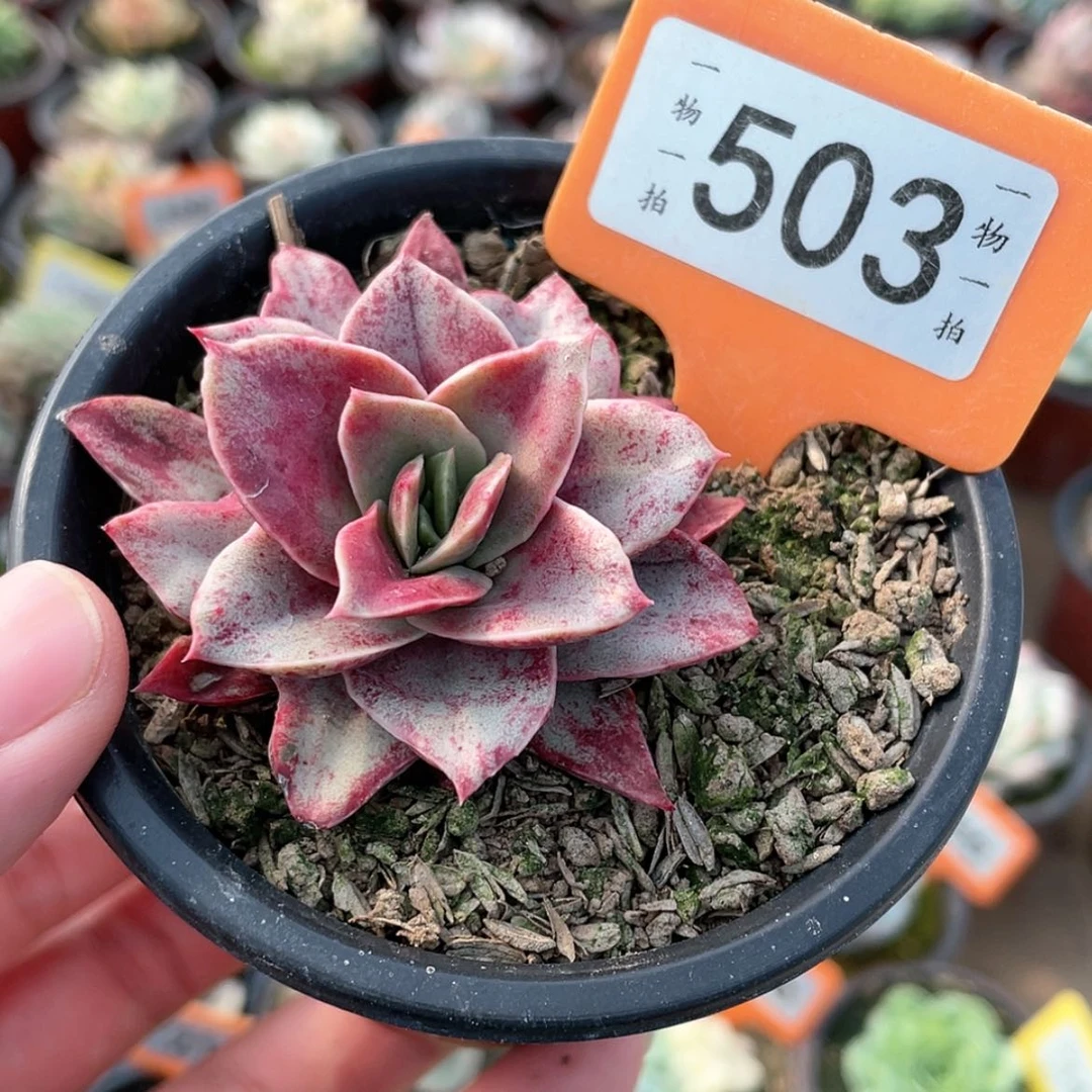 【闪购商品】503号