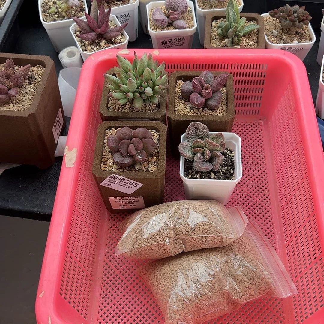 静**～263大红嘴凌岳明渊实生铺面石2包