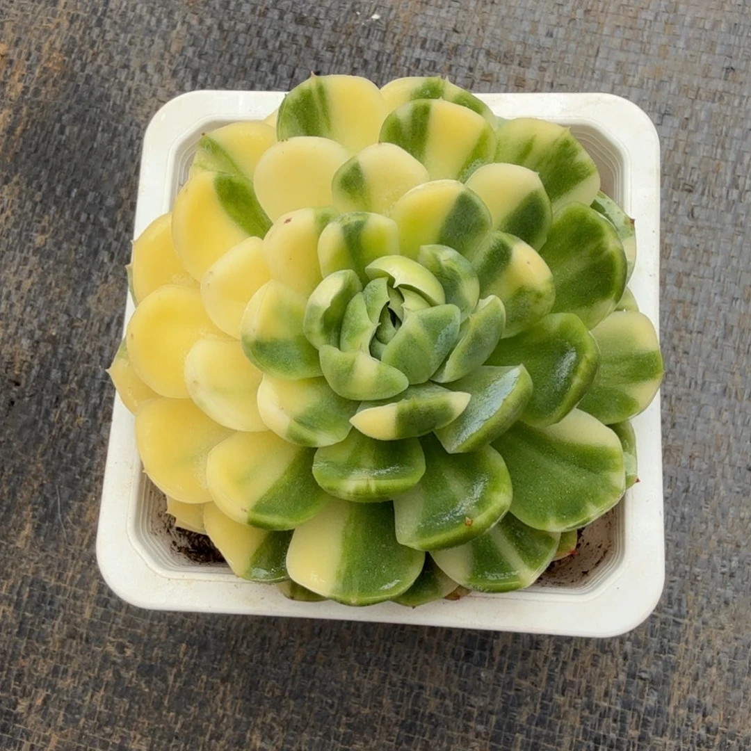 贝瑞锦锦上园艺一物一拍