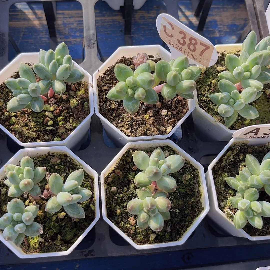 好***恏C387松果美人一物一拍