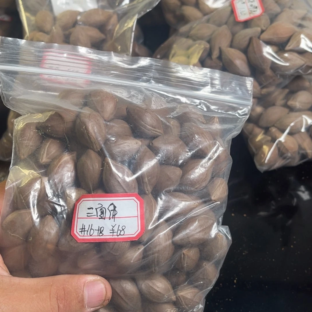 吊坠龙脊菩提嘚***嘚