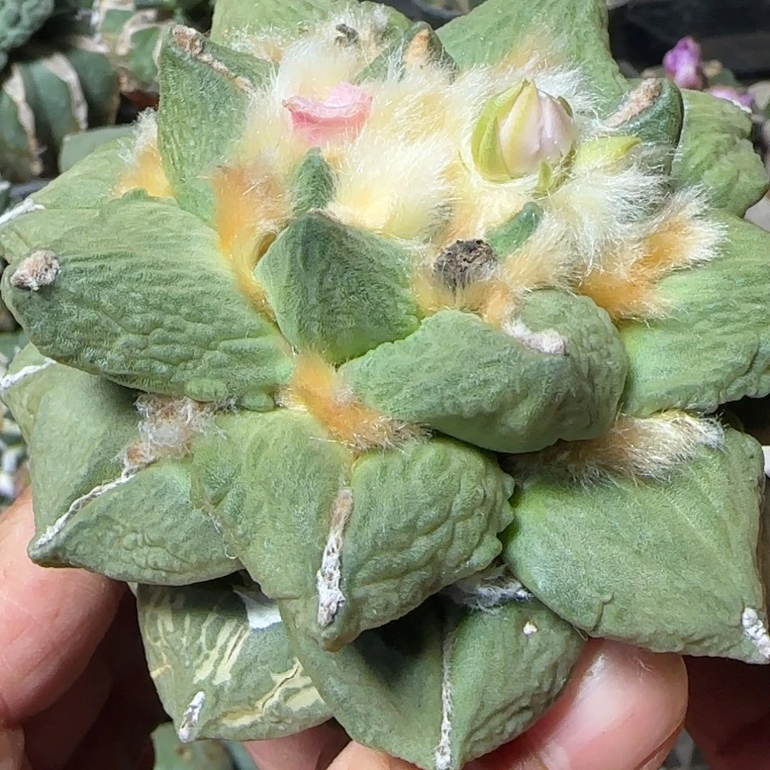 无花朵大龙怒219苗接