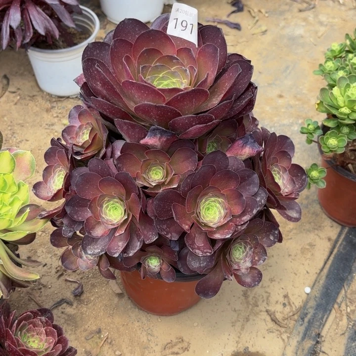 魅金玫瑰处理不包断头1917