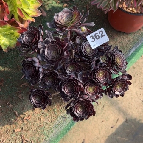 小****y362黑骑士朵朵多肉，